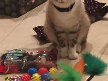 2015 Santa Paws