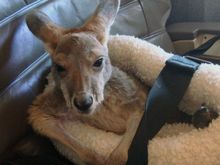 Kangaroo DSC01918 v2 (2)