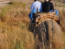 Corbett Tiger Reserve - Elephant Safari 2010 FEB 18