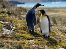 mated king penguin pair