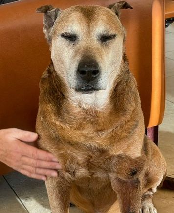 Cody enjoying a chest rub!