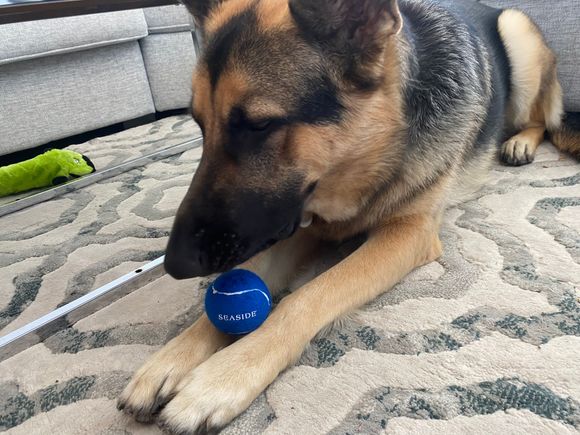 Enjoying his souvenir 