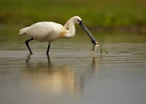 Eurasian spoonbill from creative commons 
eunis.eea.europa.eu