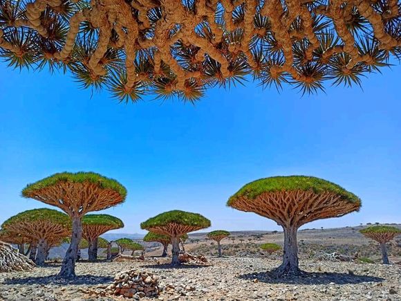 Dexsam plateau a home for Dragoon blood trees 