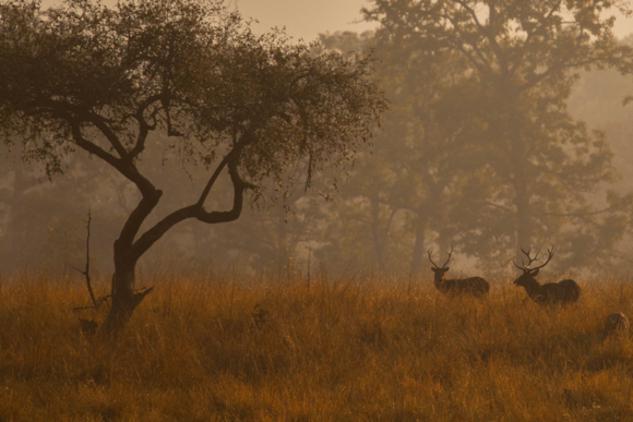 Kanha National Park