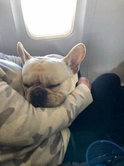 Seatmate finally feel asleep.  He wouldn't even eat the Blue Label sandwich. 