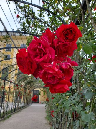Flowers in the garden near the castle
