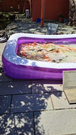 At the Confucius shrine when I entered they were doing some work to the pond so the carp were temporarily in this inflatable pool. By the time i left the carp were back in the pond