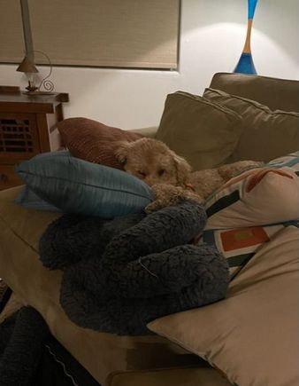 It took some time, but Poppy was able to arrange everything just so!