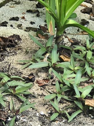 Spot the Lizard