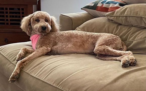 Poppy doing her centerfold pose after coming home from the spa!