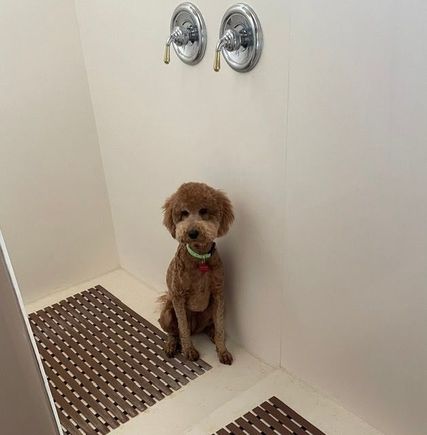 After my Peloton ride yesterday and I took off my clothes, Poppy realized it was shower time. Since she refused to leave and was just back from the groomer, I put my shorts back on and marched her out of the bathroom. :D