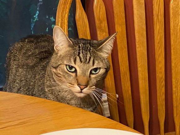 George found out I petted a dog, his new cousin, yesterday and does not approve.