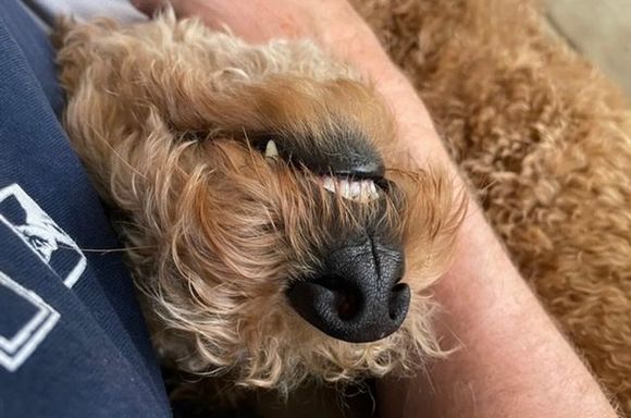 Poppy showing her pearly whites while getting her chest rubbed. 