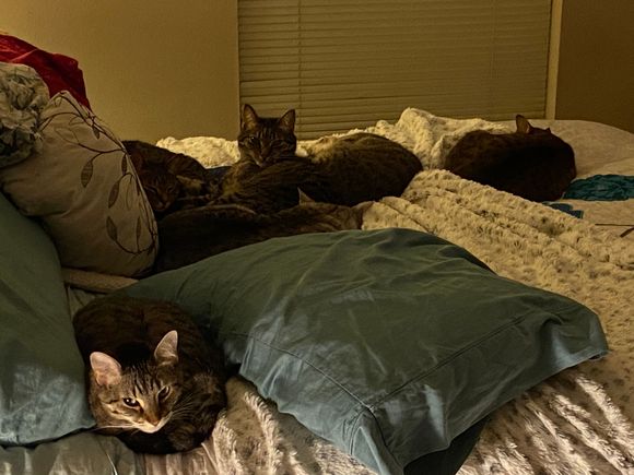 It’s always National Cat Day at our house.