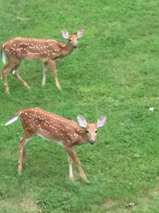 Not pets but these cuties are visiting our yard every evening. We live on a lake and mama stays in the trees by the lake. 
