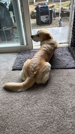 Buddy wants to go out and run around the backyard to celebrate National Dog Day