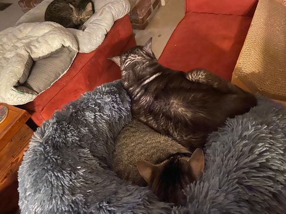 There are multiple cat beds per cat in this house, and yet….