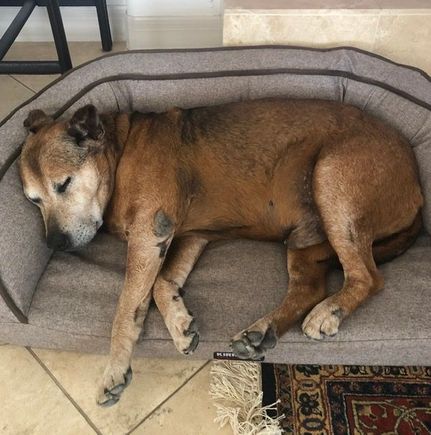I tend to post pictures of our puppy, but get a lot of questions about how Cody, our rescue, is doing. Here he is busy at his favorite “activity.”  He has this habit of standing on his bed, doing a 365 degree turn on it and then collapsing. He does the exact same thing every time. 