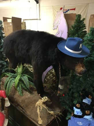Let’s visit Cocaine Bear!