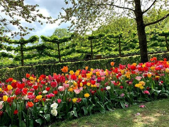 Keukenhof, Netherlands