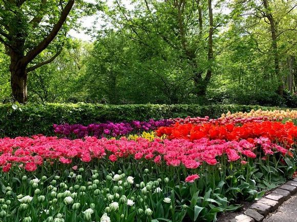 Tulip Gardens
