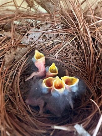 Full nest of bluebirds