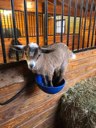 Mia at 4 weeks
Goats gotta climb