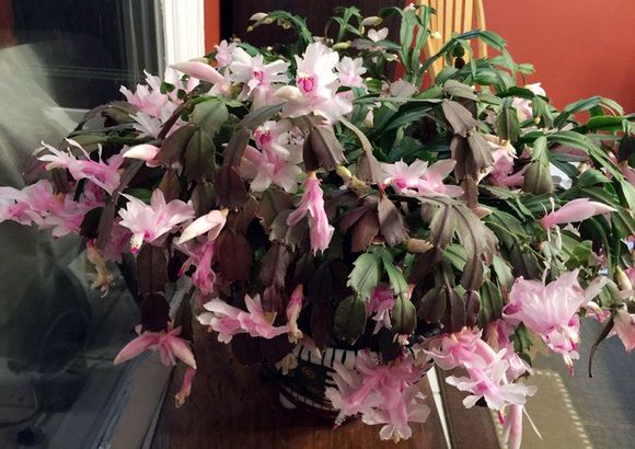 Thanksgiving Cactus