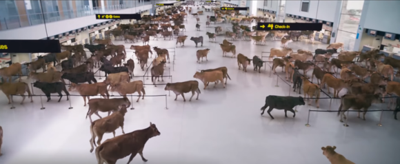 Cow do 2023