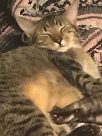 I was going to sit in my normal seat but George is too cute to move.  Besides his quietly snoring which I love.