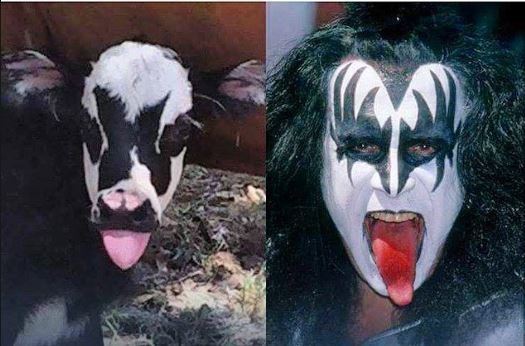 Gene Simmons (left), one of Hiddy's Cows (right)