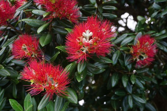Kiwi Christmas Tree