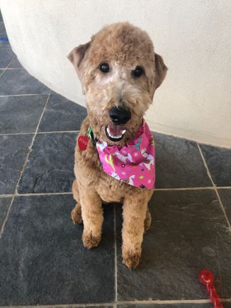 Poppy, after returning from her spa afternoon 