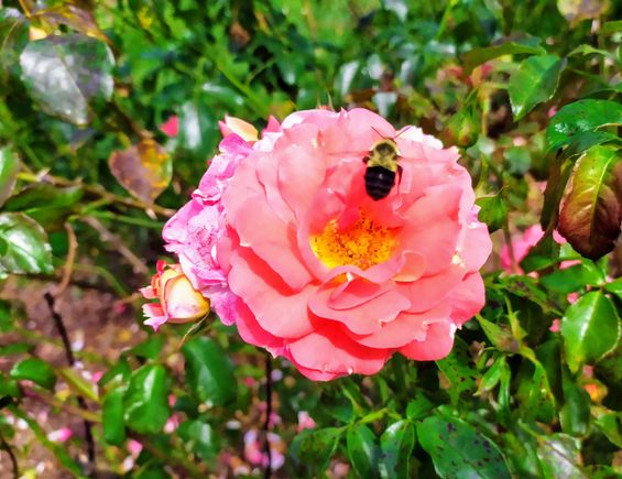 A solitary rose in the Elizabeth Conservancy Park