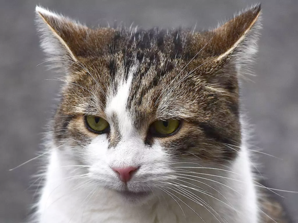 You Little Feline Terrorist :-) 