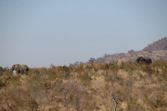 More elephants