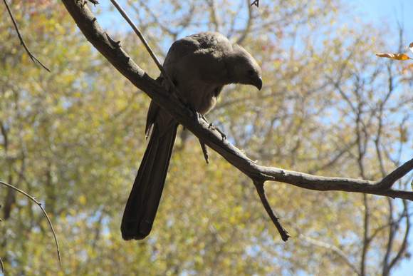 A bird