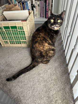 Peeka was just hanging out on the upstairs landing this morning