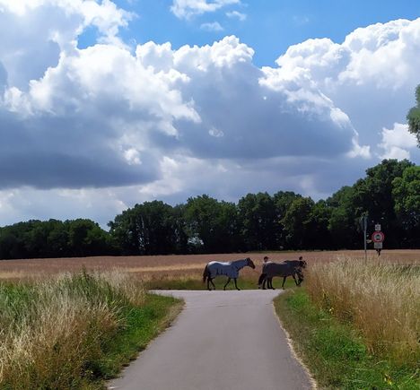 There were a number of stables around 