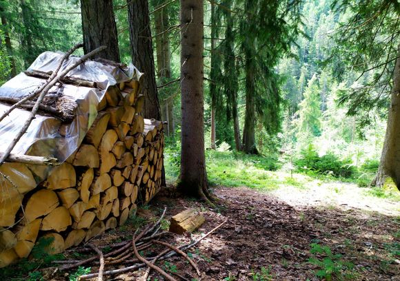 Pile of firewood beside the hiking trail 