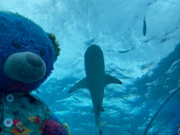 Robin with a shark overhead
