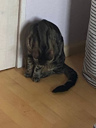 This is Satine. 