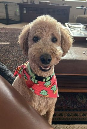 We’re in Maine visiting friends. Poppy looks distraught at being left with Uncle Gordon. 