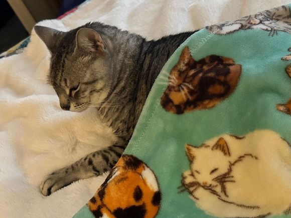 Anpu recommends curling up under a blanket on this cold, snowy weekend.