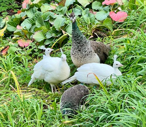 Peacocks 