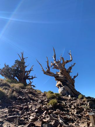 These two trees were alone further down the rock scree. The signs estimated that they were over 4000 years old. Hanging out by themselves. 