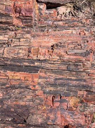 Close up. It looks like wood, but it’s rock. My inner nerd was completely fascinated by this place 