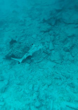 Baby reef shark from beach area near Habitat