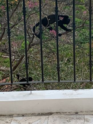 Little howler monkey out my bedroom window. 